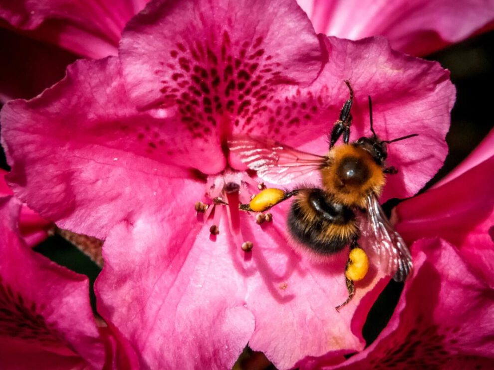 Abejorros en hibernación pueden sobrevivir siete días bajo el agua