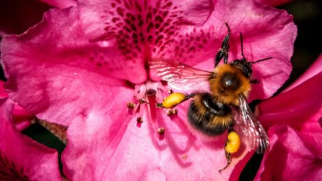Abejorros en hibernación pueden sobrevivir siete días bajo el agua