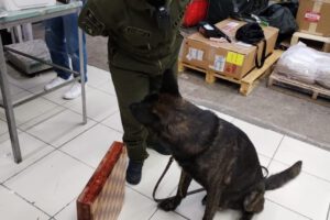 Perro antinarcóticos detecta cocaína oculta en tablero de ajedrez