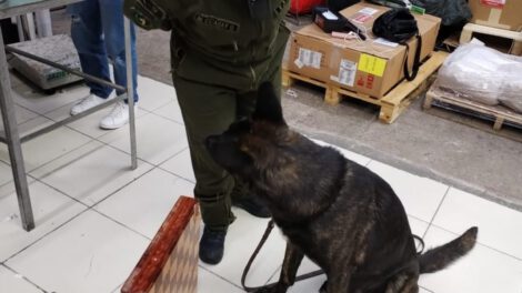 Perro antinarcóticos detecta cocaína oculta en tablero de ajedrez