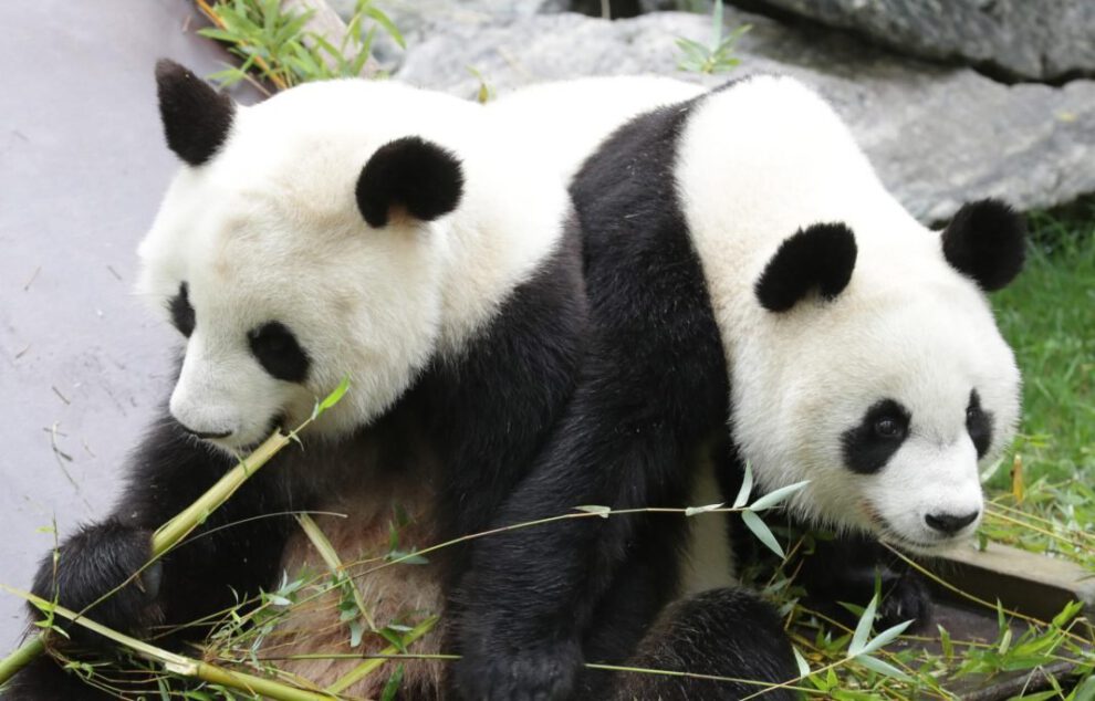 Una pareja de pandas en España
