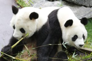 Una pareja de pandas en España