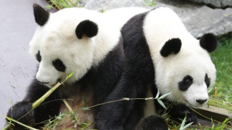 Una pareja de pandas en España