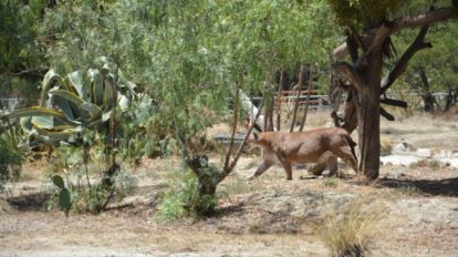Muerte de animales en bioparque Vesty Pakos