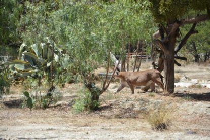 Muerte de animales en bioparque Vesty Pakos