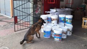 Xaman detector de droga incautó 127 kilos de droga en Santa Cruz