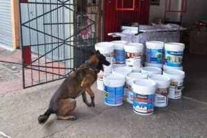 Xaman detector de droga incautó 127 kilos de droga en Santa Cruz