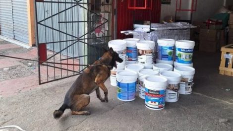 Xaman detector de droga incautó 127 kilos de droga en Santa Cruz