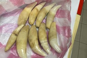 Dos mujeres con colmillos de jaguar en Trinidad