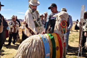 Gobierno destina Bs. 170 millones a familias productoras de camélidos