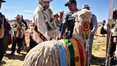Gobierno destina Bs. 170 millones a familias productoras de camélidos