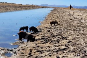 Contaminación minera en Huanuni