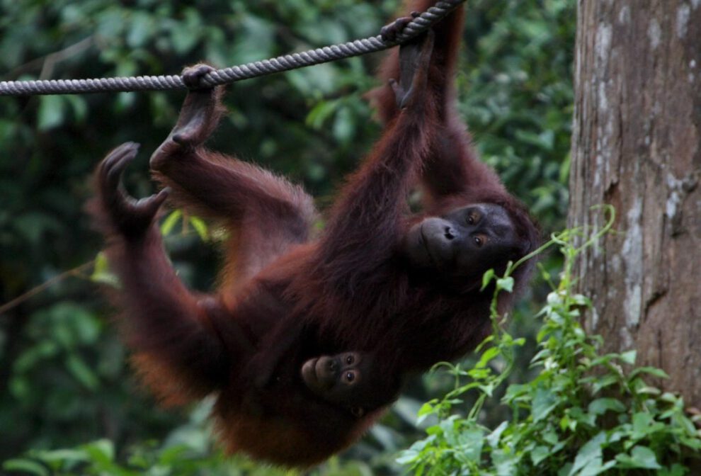 Diplomacia del orangután en Malasia para preservar especies y bosques