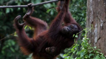 Foto del centro de rehabilitación de orangutanes de Sepilok, Malasia