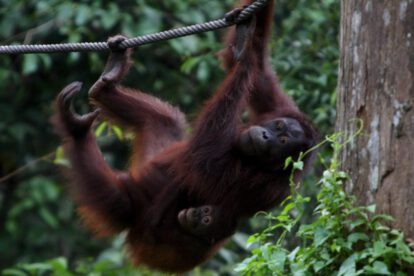 Foto del centro de rehabilitación de orangutanes de Sepilok, Malasia