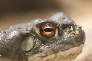 veneno del sapo del Desierto de Sonora