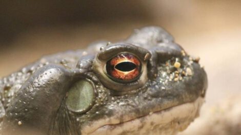 veneno del sapo del Desierto de Sonora