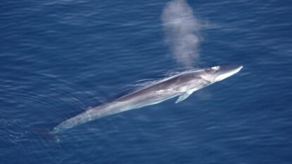 Caza comercial de ballenas en Japón