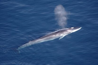 Caza comercial de ballenas en Japón