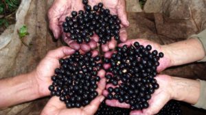 Açaí como fuente de sustento y preservación ambiental