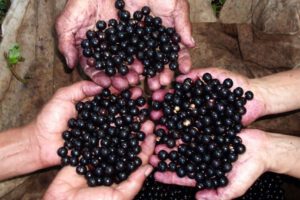 Açaí como fuente de sustento y preservación ambiental