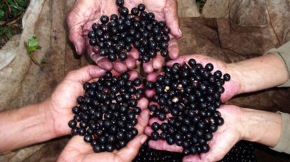 Açaí como fuente de sustento y preservación ambiental