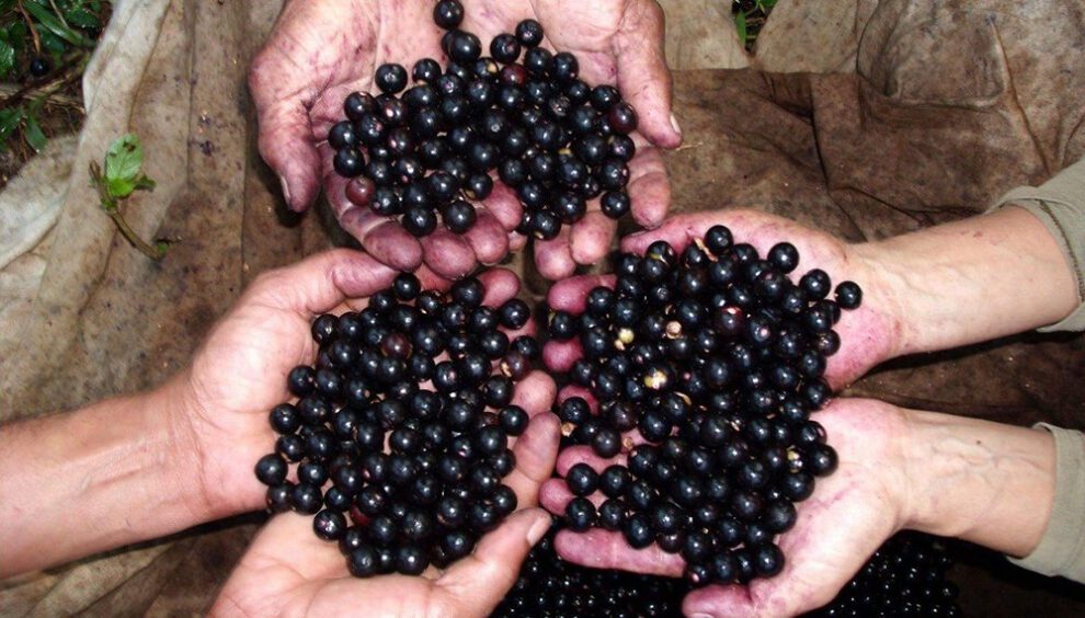 Açaí como fuente de sustento y preservación ambiental