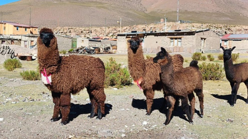 Hábitat de camélidos en Bolivia
