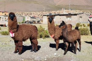 Hábitat de camélidos en Bolivia