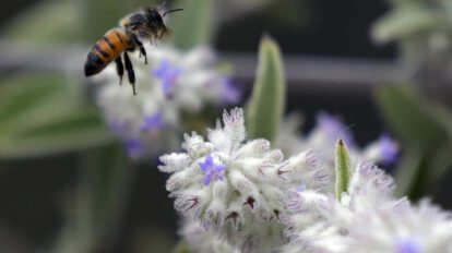 Abeja silvestre polinizando una flor en el contexto de agricultura sostenible
