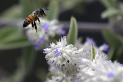 Abeja silvestre polinizando una flor en el contexto de agricultura sostenible