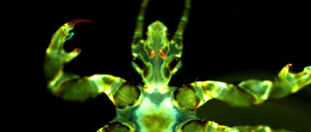 Piojos del cuerpo humano como transmisores de la peste negra