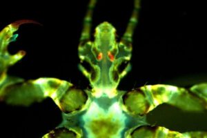 Piojos del cuerpo humano como transmisores de la peste negra