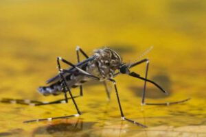 Mosquito transmisor de la fiebre amarilla