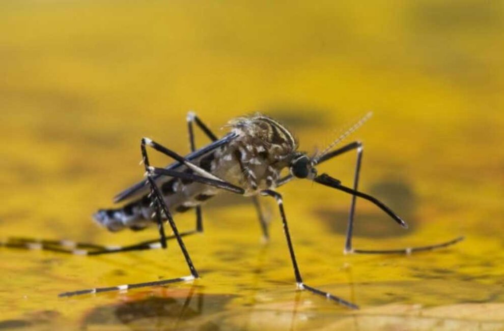 Mosquito transmisor de la fiebre amarilla