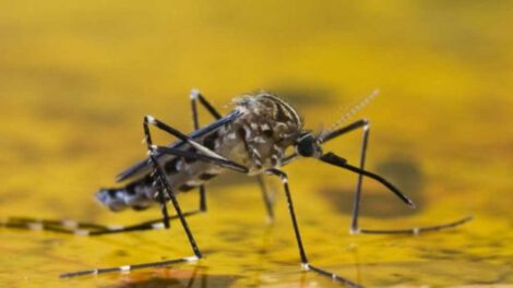 Fiebre amarilla en el Norte de La Paz