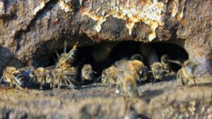 Ley para proteger abejas nativas en Bolivia
