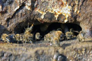 Ley para proteger abejas nativas en Bolivia