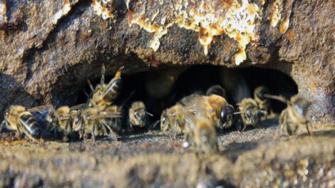Ley para proteger abejas nativas en Bolivia
