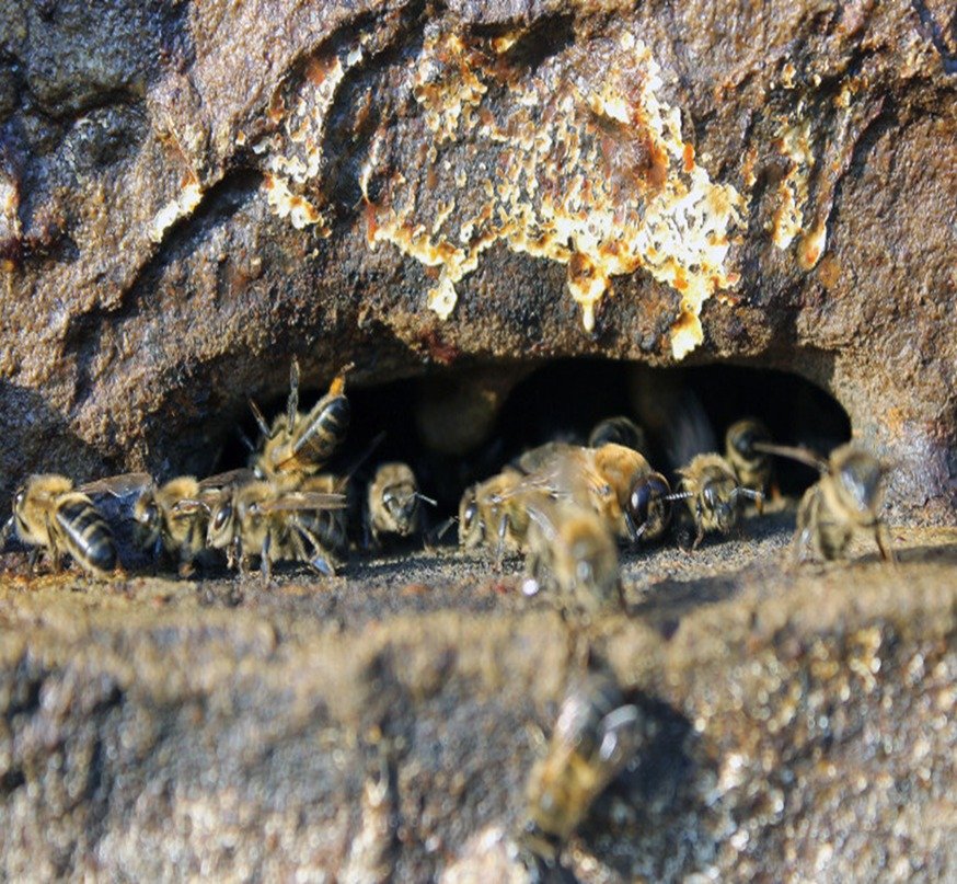 Ley para proteger abejas nativas en Bolivia