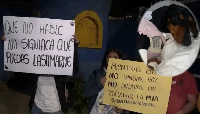 Joni perro salchicha baleado en la Escuela de Idiomas del Ejército