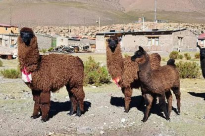 Preservar el hábitat de las llamas ante el cambio climático