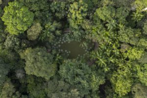 Fotografía aérea del lago con especies vegetales Vitoria Regia en Brasil