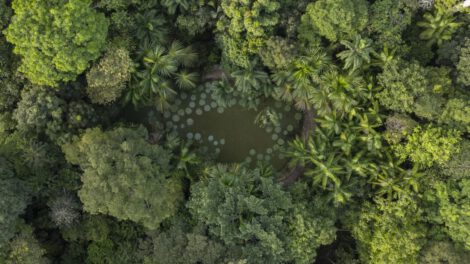 Fotografía aérea del lago con especies vegetales Vitoria Regia en Brasil