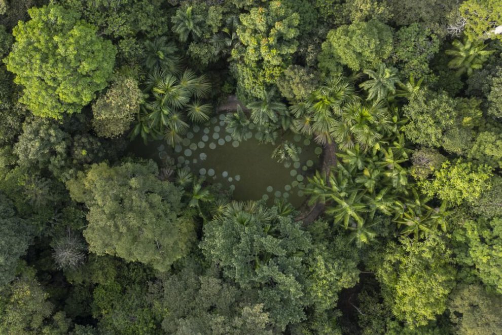 Fotografía aérea del lago con especies vegetales Vitoria Regia en Brasil
