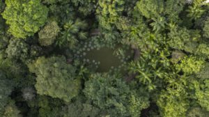Fotografía aérea del lago con especies vegetales Vitoria Regia en Brasil