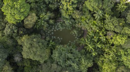 Fotografía aérea del lago con especies vegetales Vitoria Regia en Brasil
