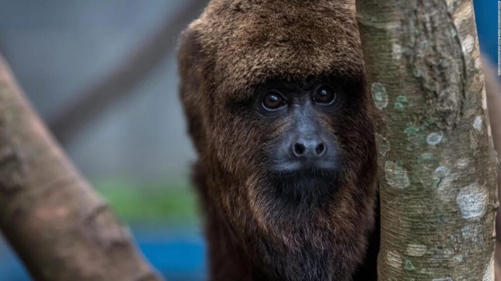 Ola de calor en México afecta a los monos aulladores