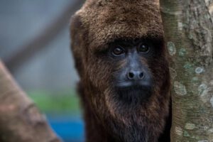 Ola de calor en México afecta a los monos aulladores