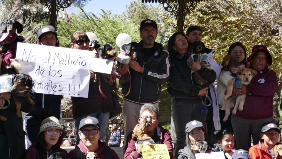 Justicia por Joni, el can salchicha herido en Santa Cruz